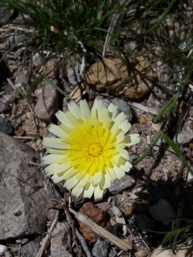 Malacothrix californica flower