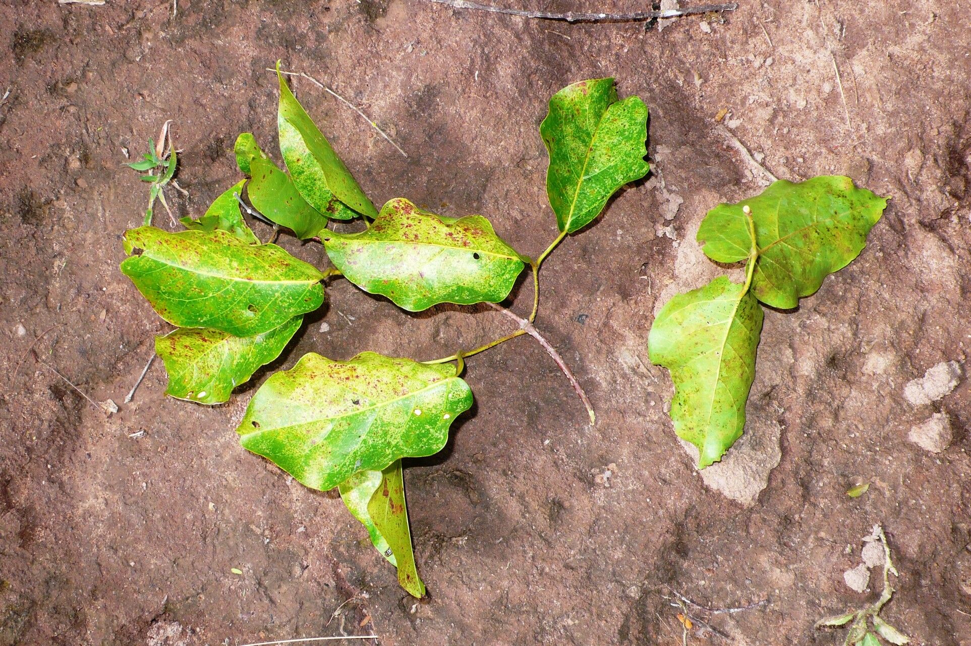 Dolichandra quadrivalvis — related species from the same genus