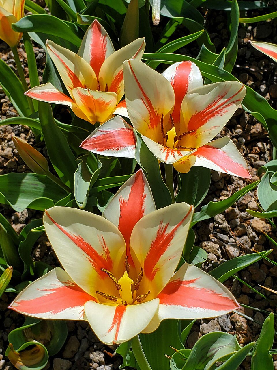 Tulipa greigii flower