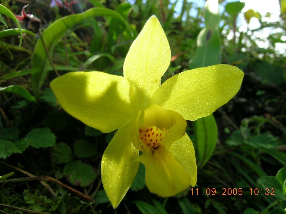 Spathoglottis ixioides — related species from the same genus
