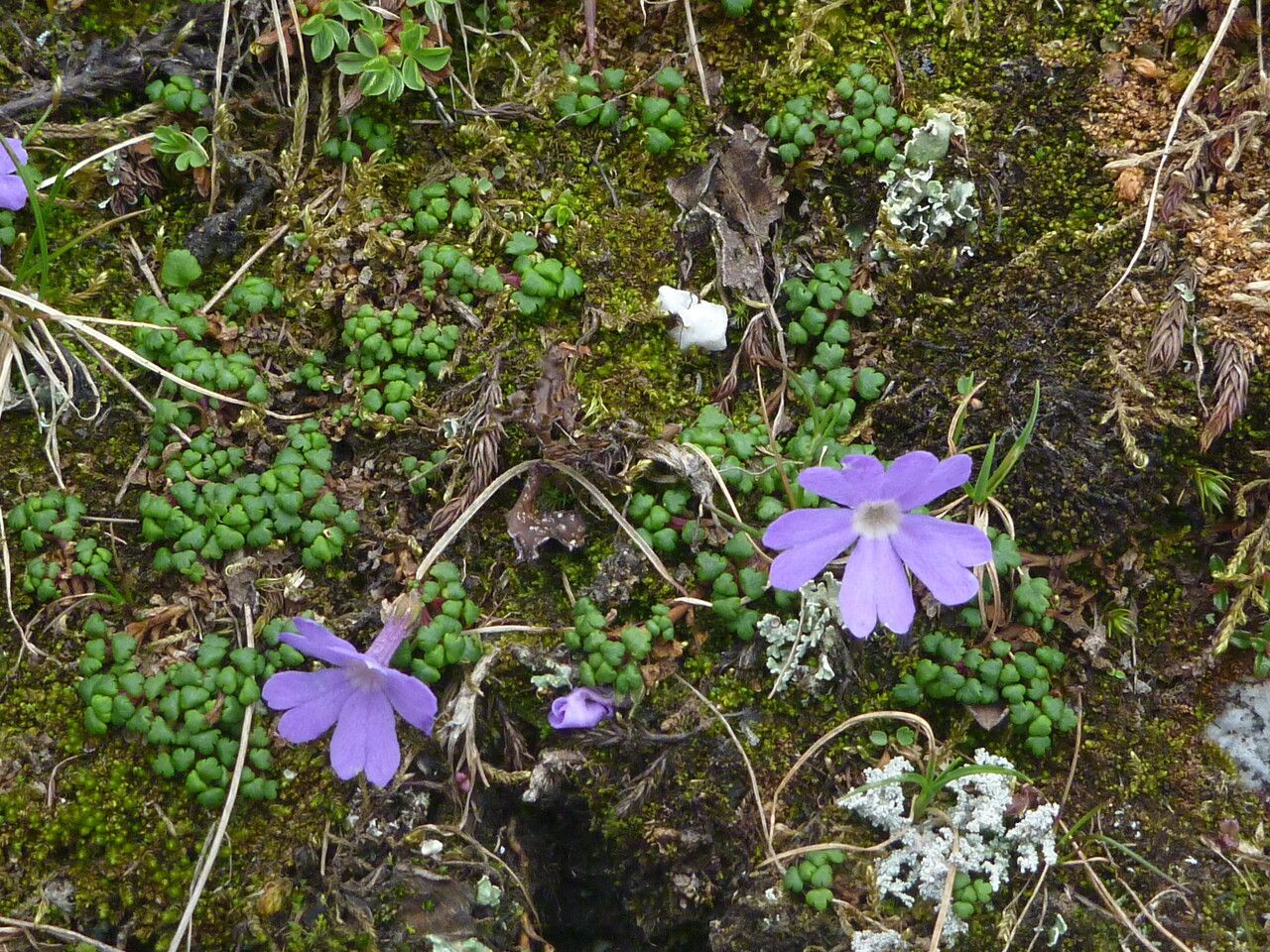 Primula reptans habit