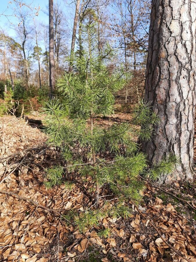 Pinus clausa — search result for 'Pinus'