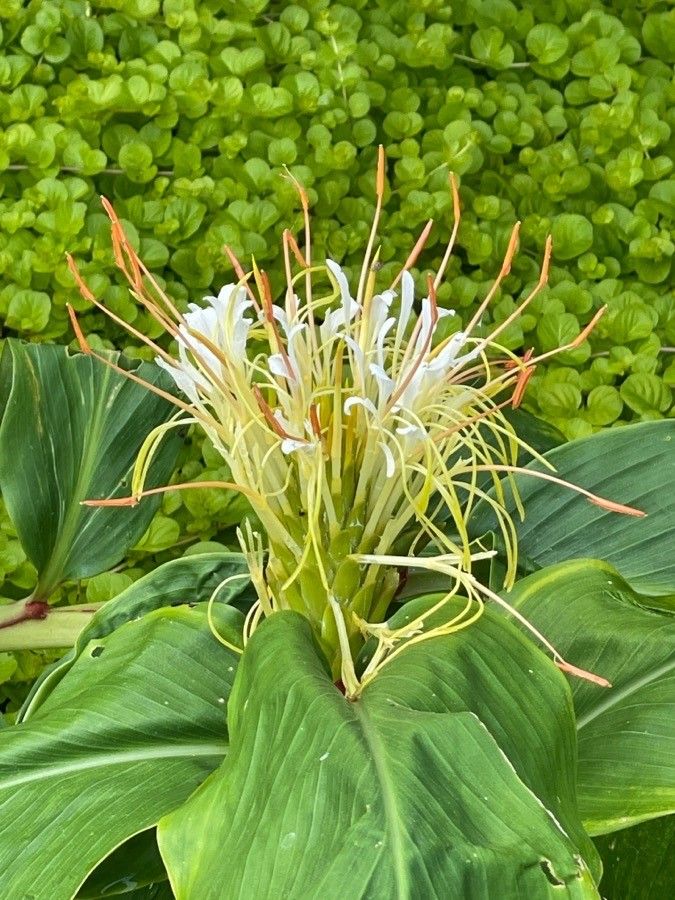 Hedychium ellipticum flower