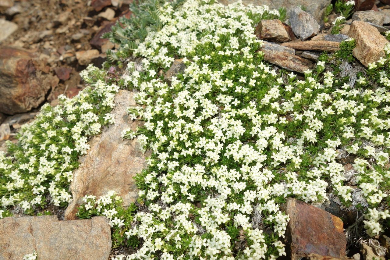 Galium cespitosum flower