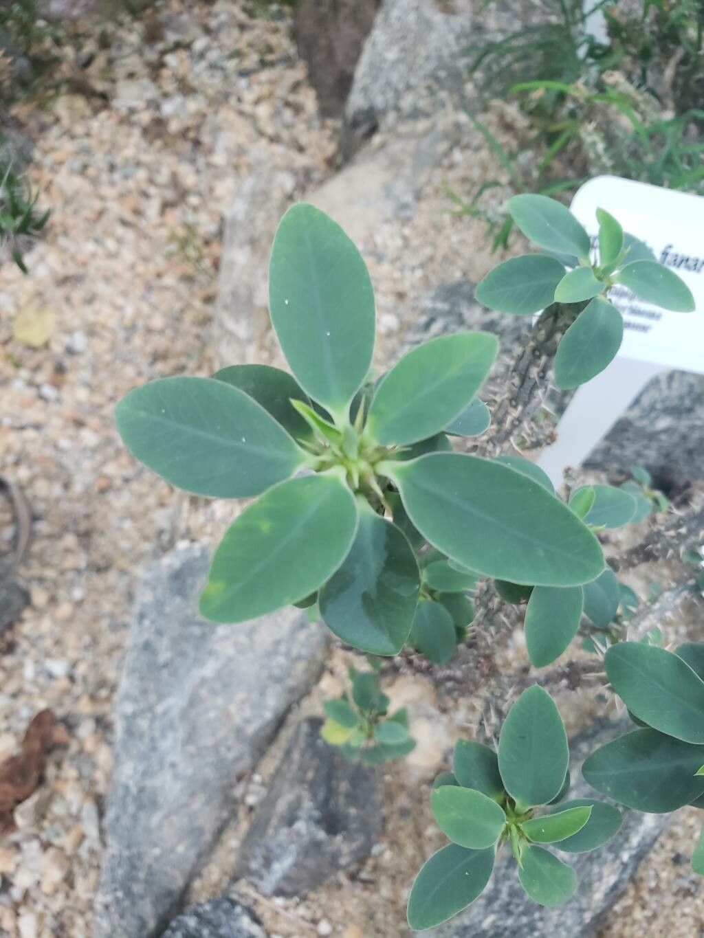 Euphorbia fianarantsoae — houseplant care guide