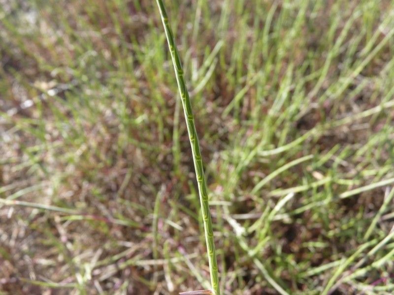 Parapholis filiformis leaf