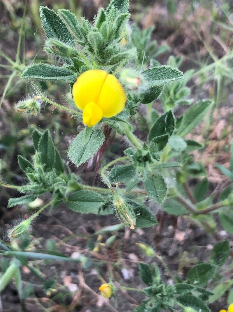 Ononis viscosa — houseplant care guide