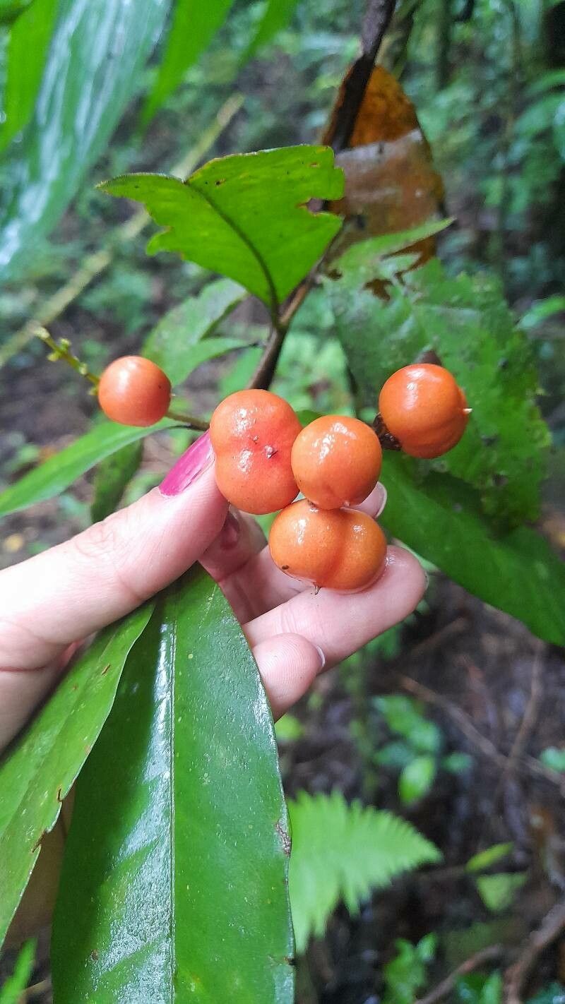 Bunchosia lindeniana fruit