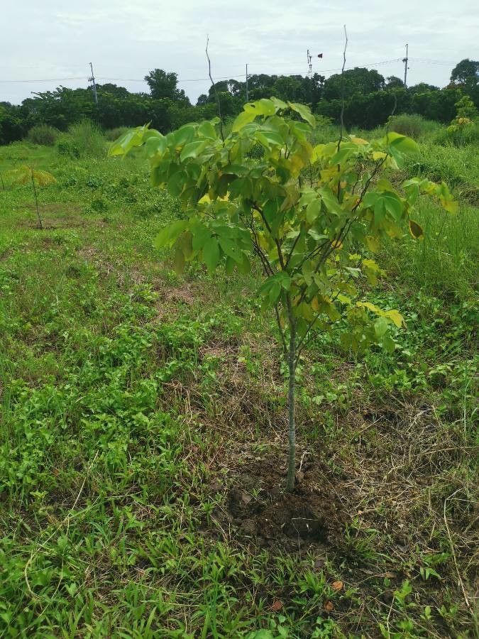 Sindora supa — houseplant care guide