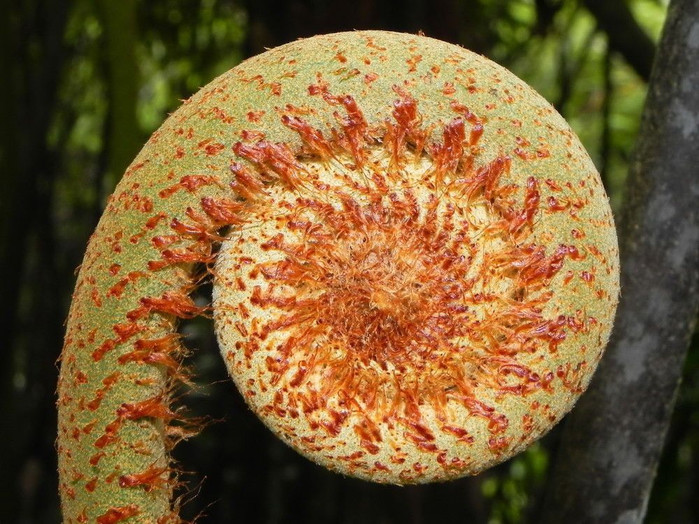 Sticherus montaguei fruit