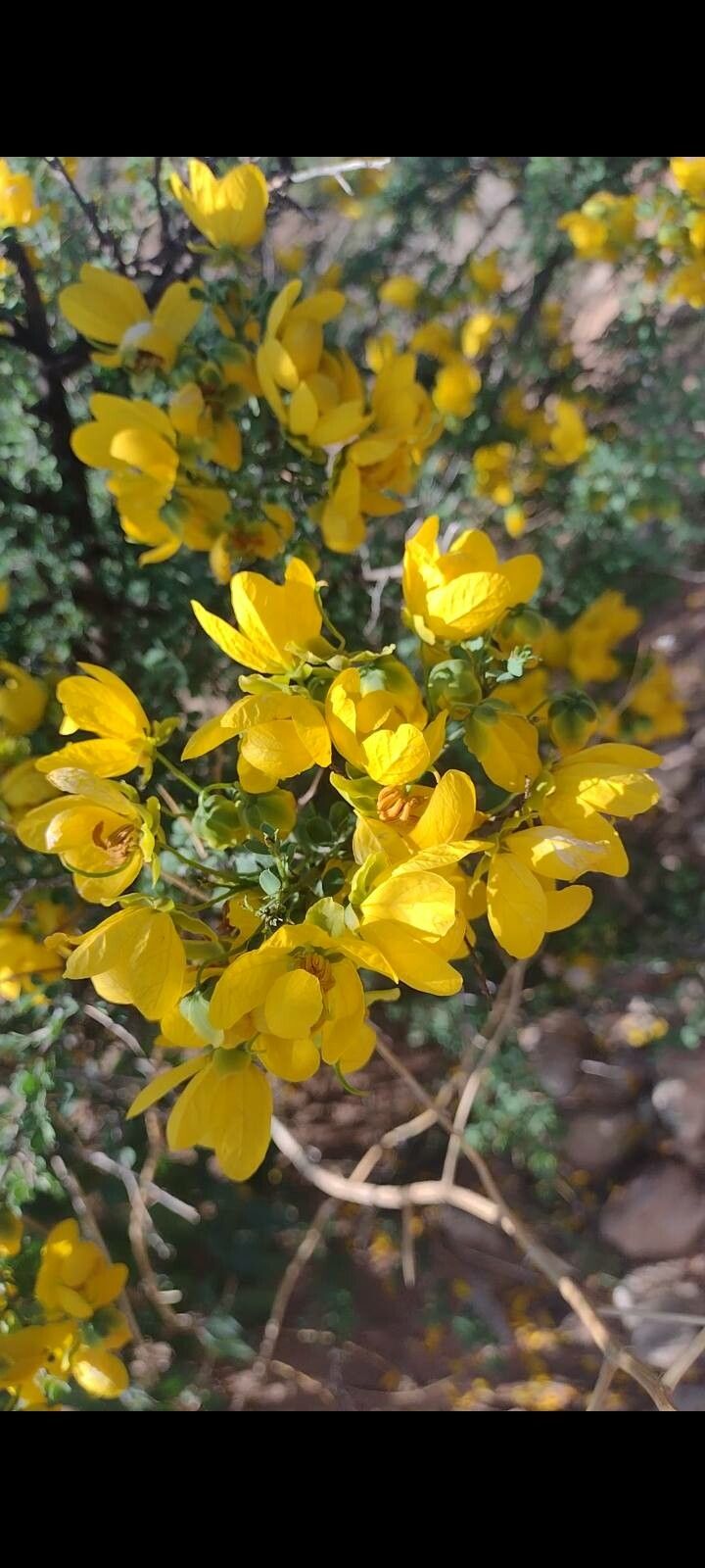 Cassia floribunda — search result for 'Cassia'