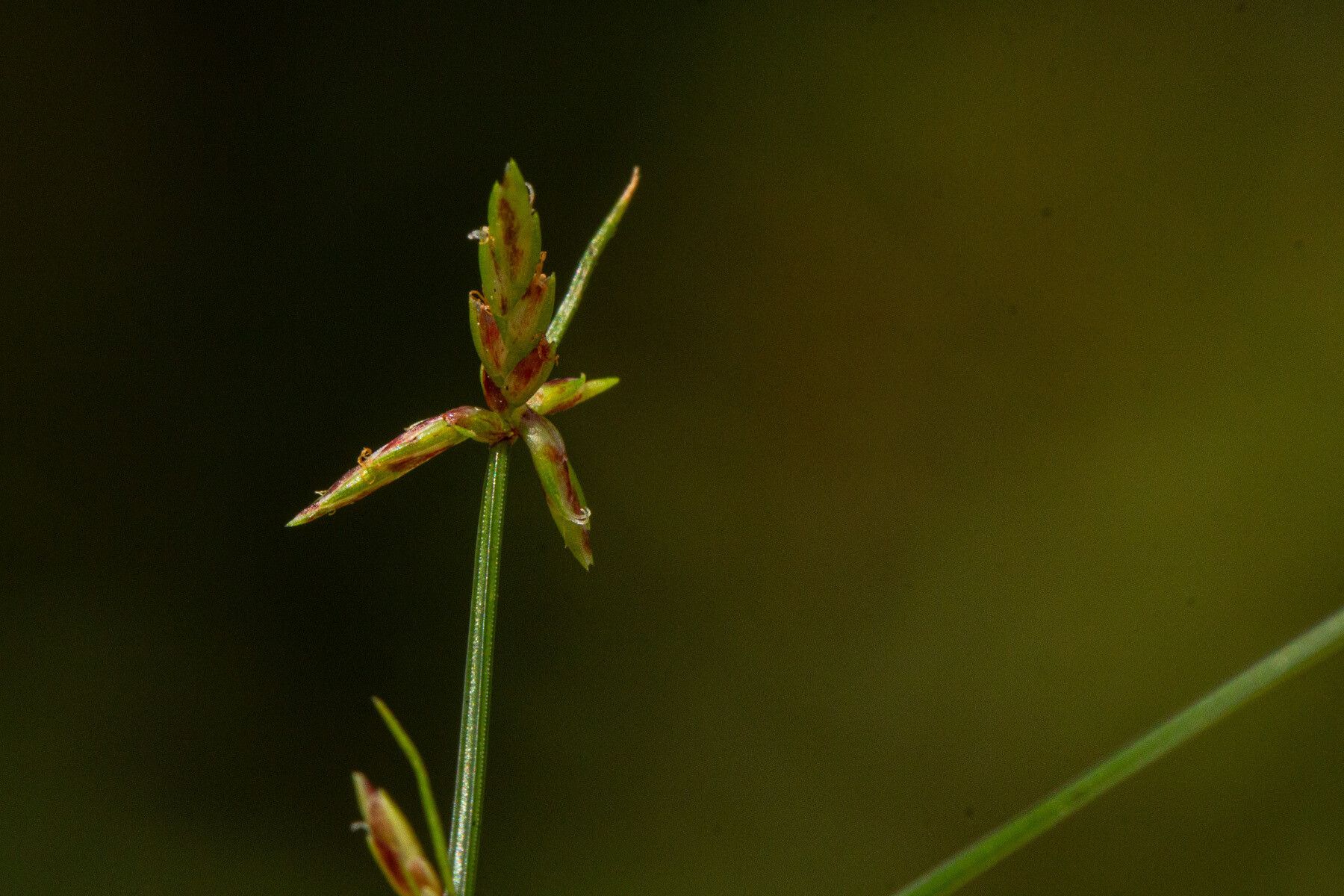 Cyperus vandervekenii flower
