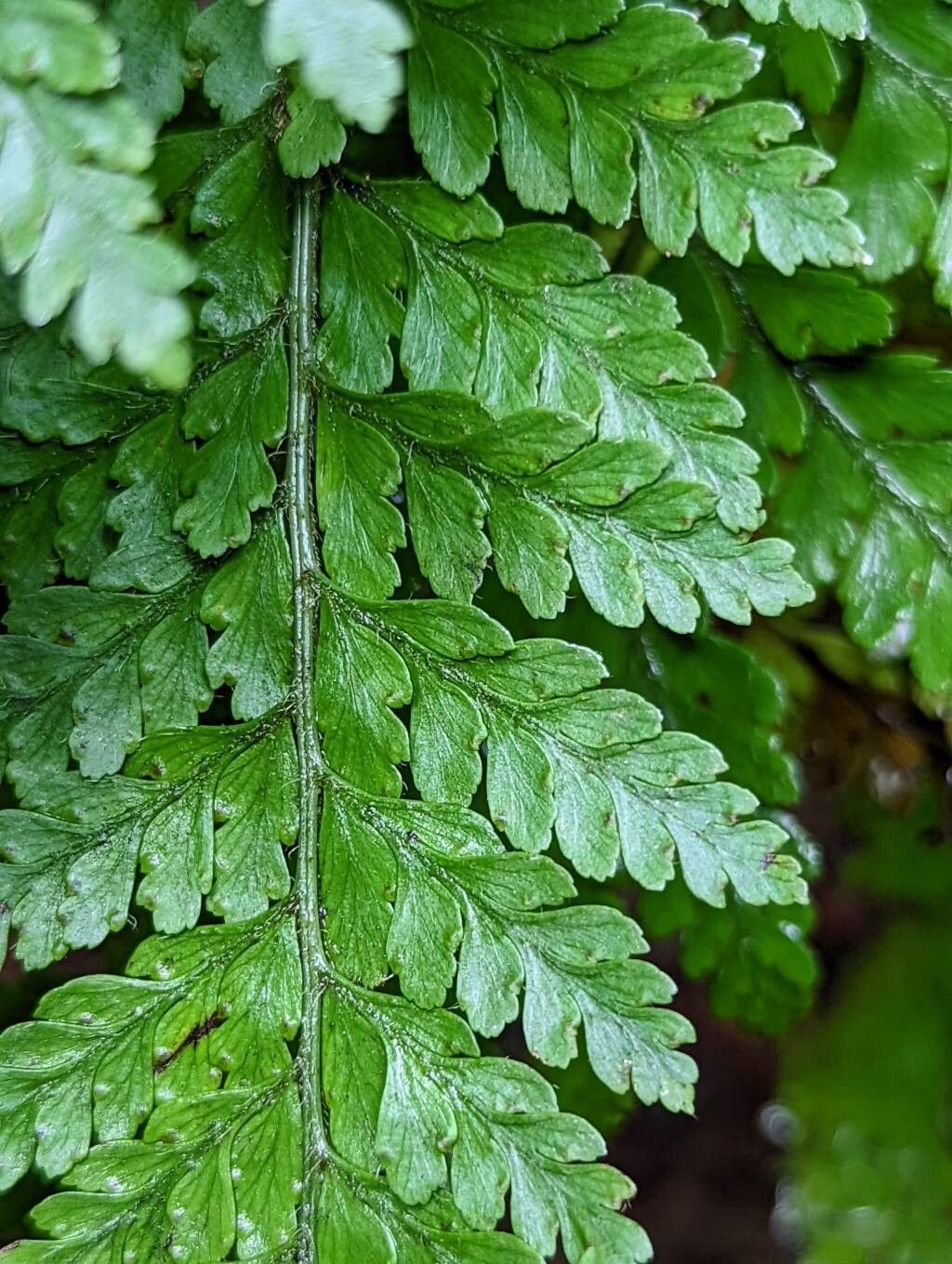 Microlepia speluncae — search result for 'Polypodiaceae'
