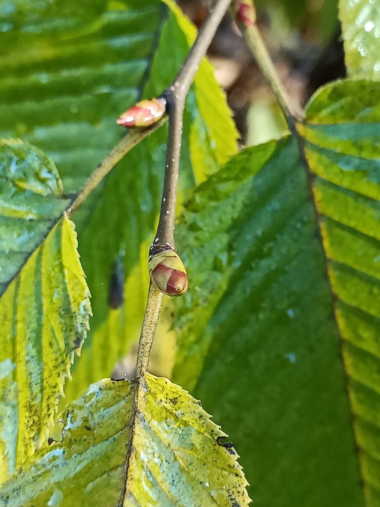 Carpinus fangiana leaf