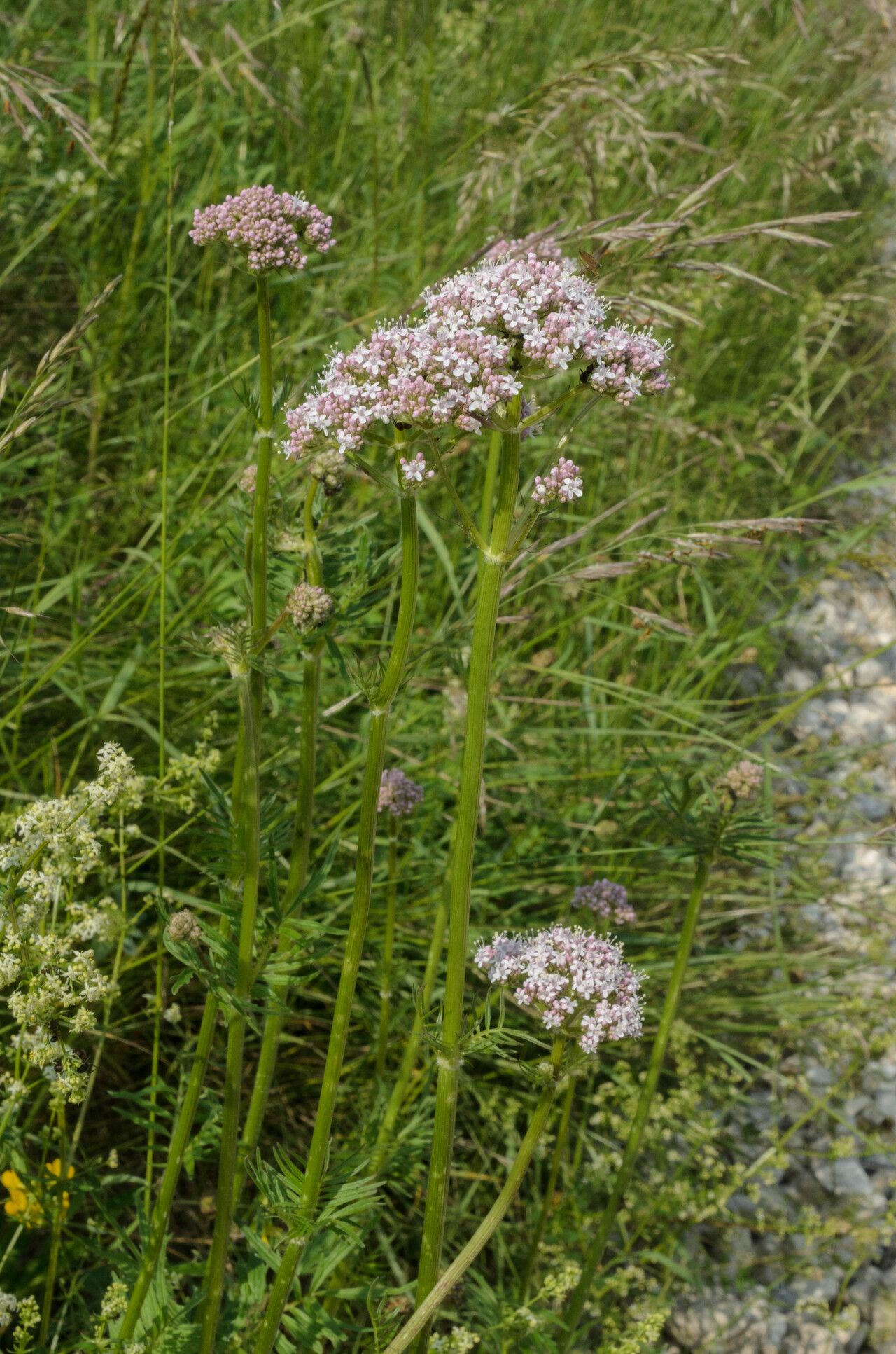 Valeriana stolonifera flower