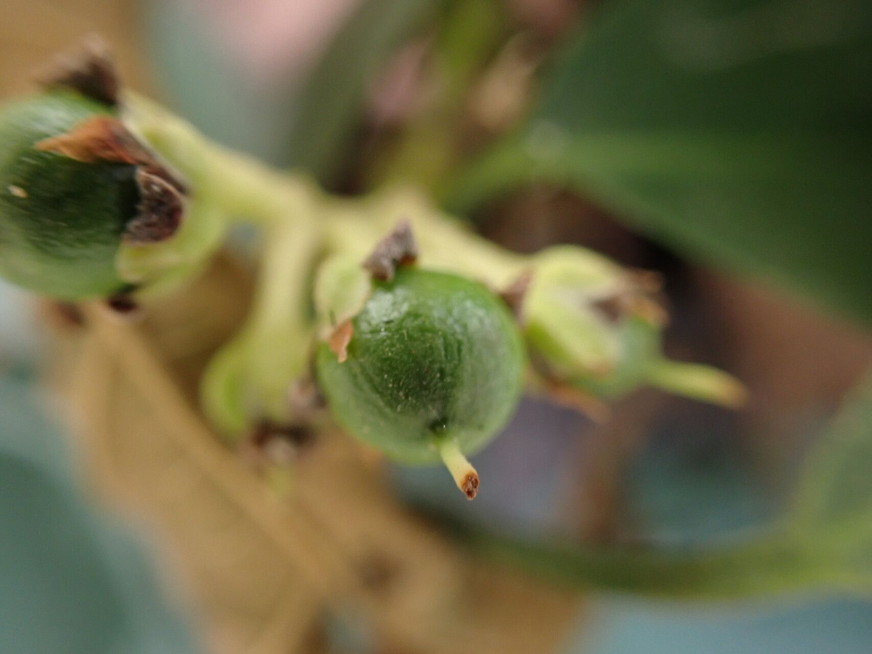 Rinorea batesii fruit