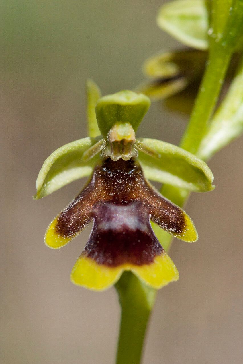 Ophrys aymoninii flower