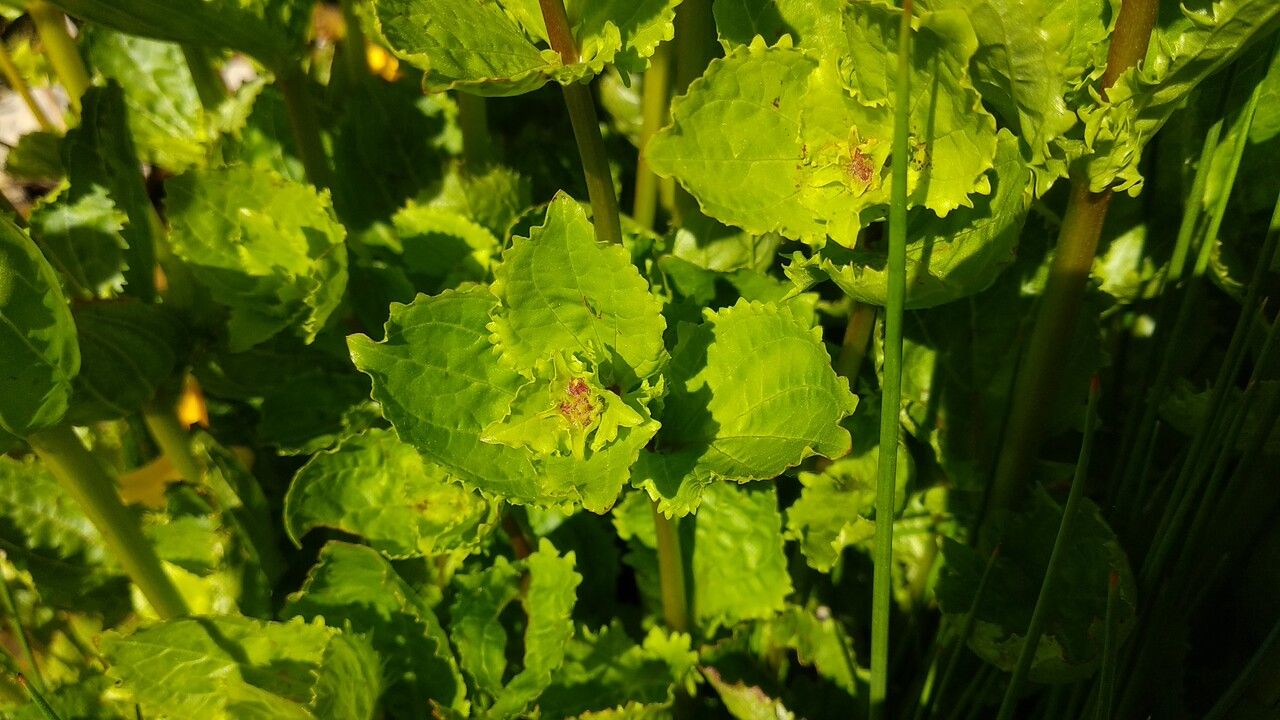 Erythranthe lutea leaf