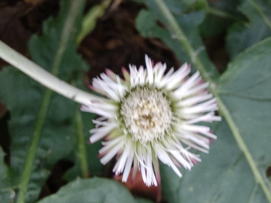 Chaptalia texana flower