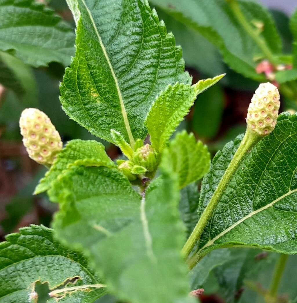 Lantana × aculeata fruit