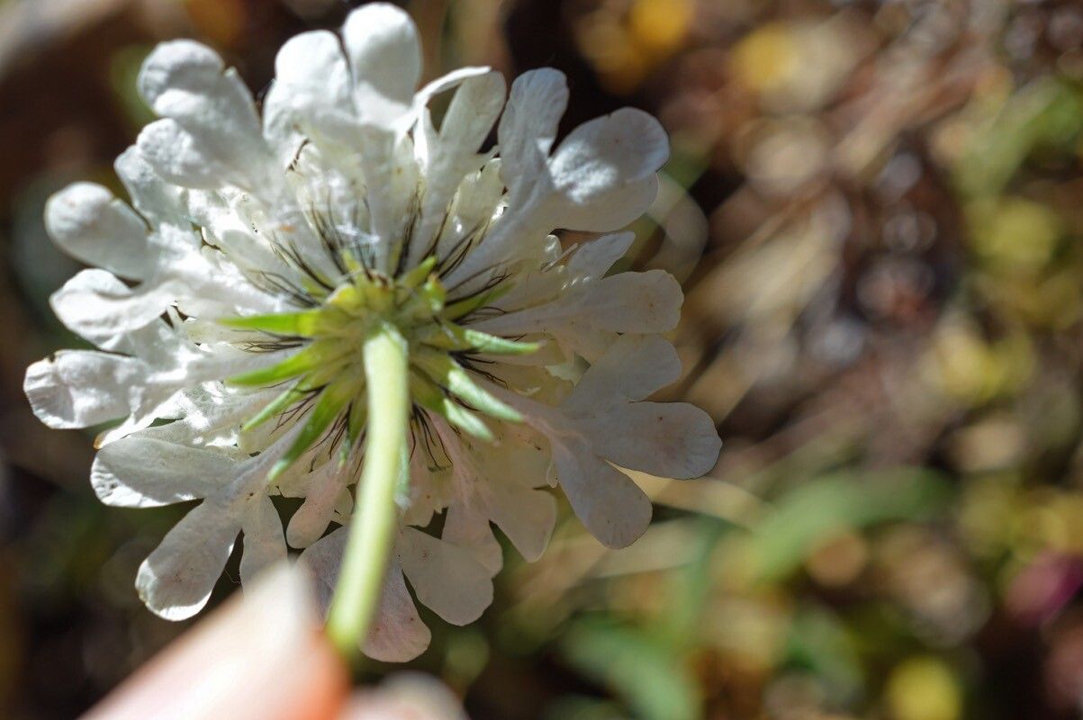 Scabiosa balcanica flower