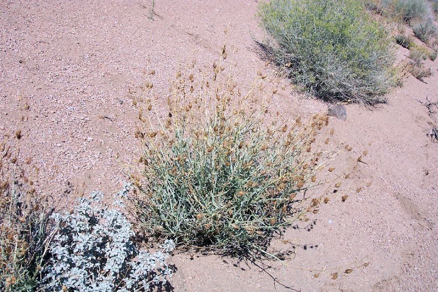 Penstemon incertus habit