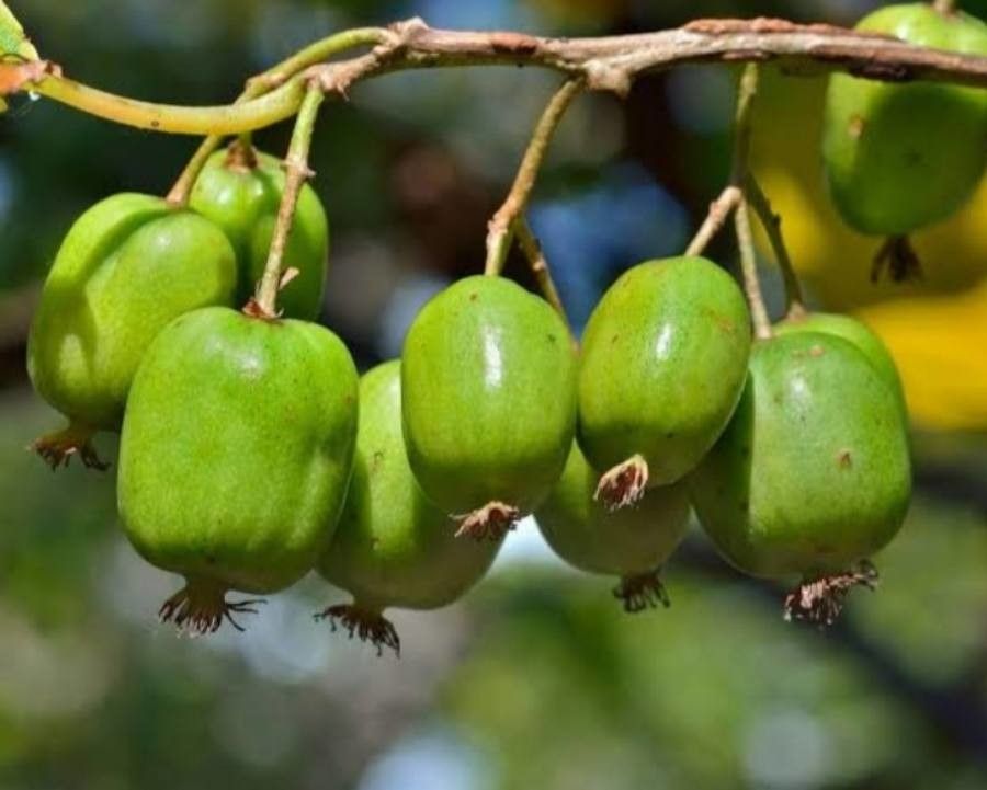 Actinidia arguta fruit