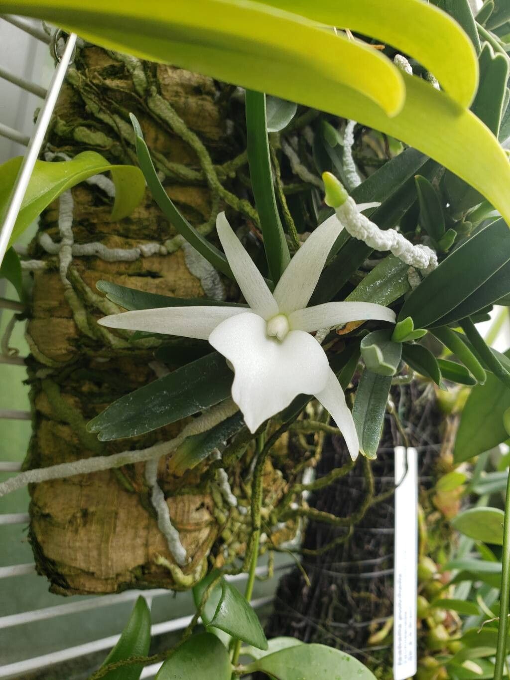 Angraecum didieri flower