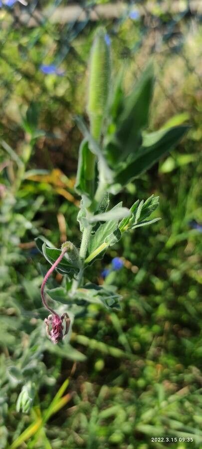 Oenothera longiflora — search result for 'Oenothera'