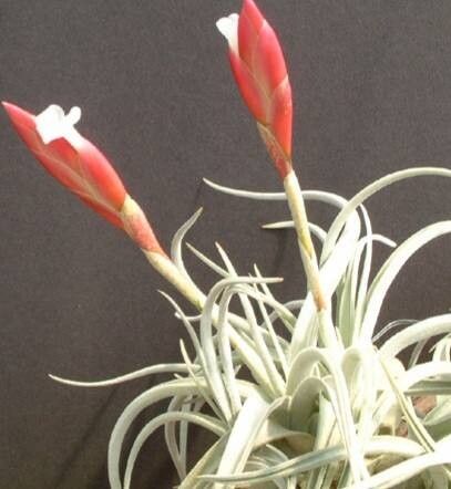 Tillandsia bermejoensis habit