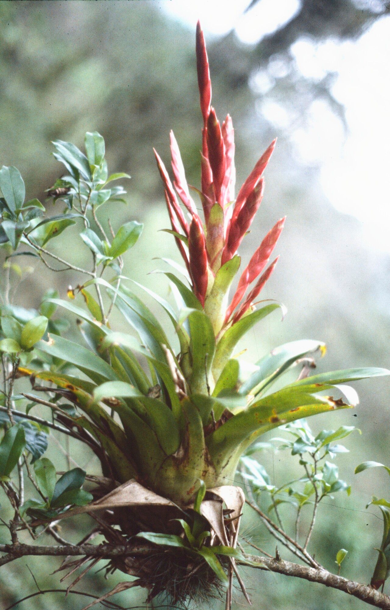 Tillandsia deppeana — houseplant care guide