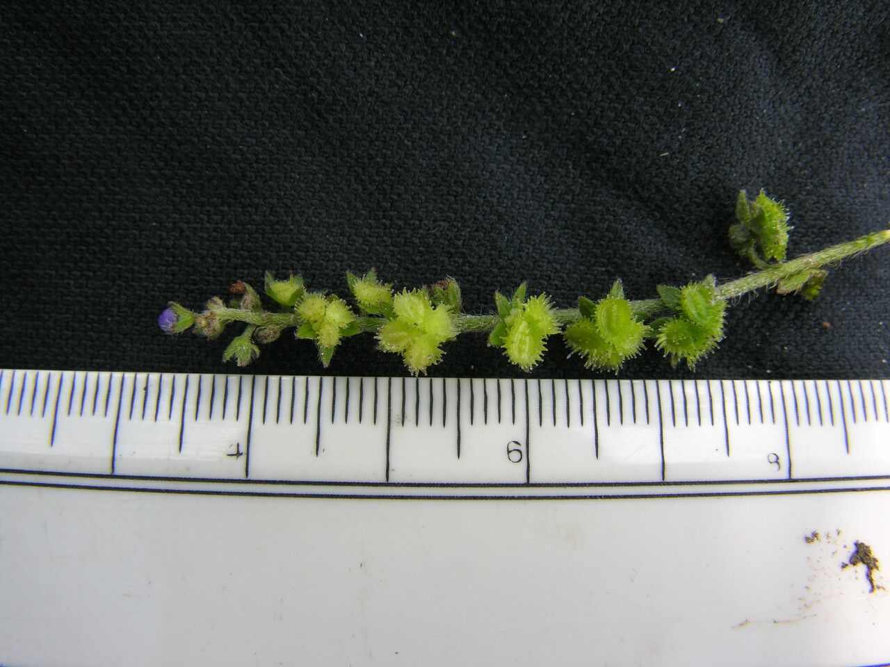 Cynoglossum wallichii other