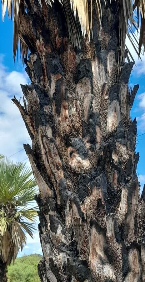 Trithrinax campestris bark