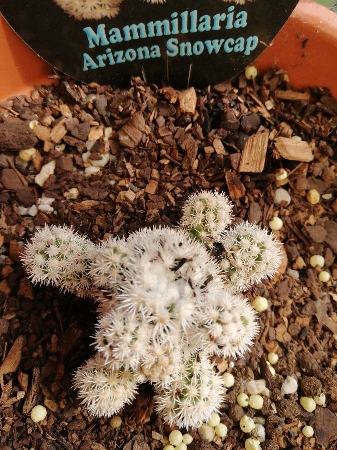 Mammillaria vetula habit