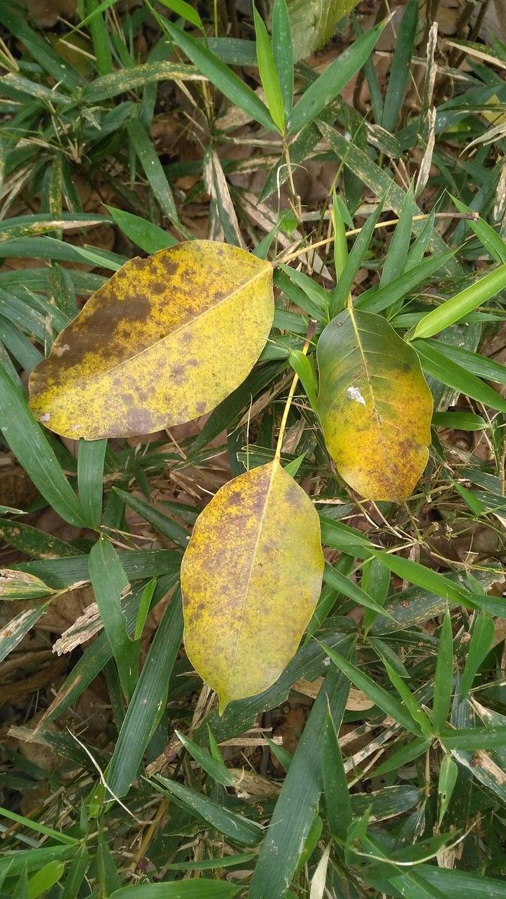 Ficus hookeriana — houseplant care guide