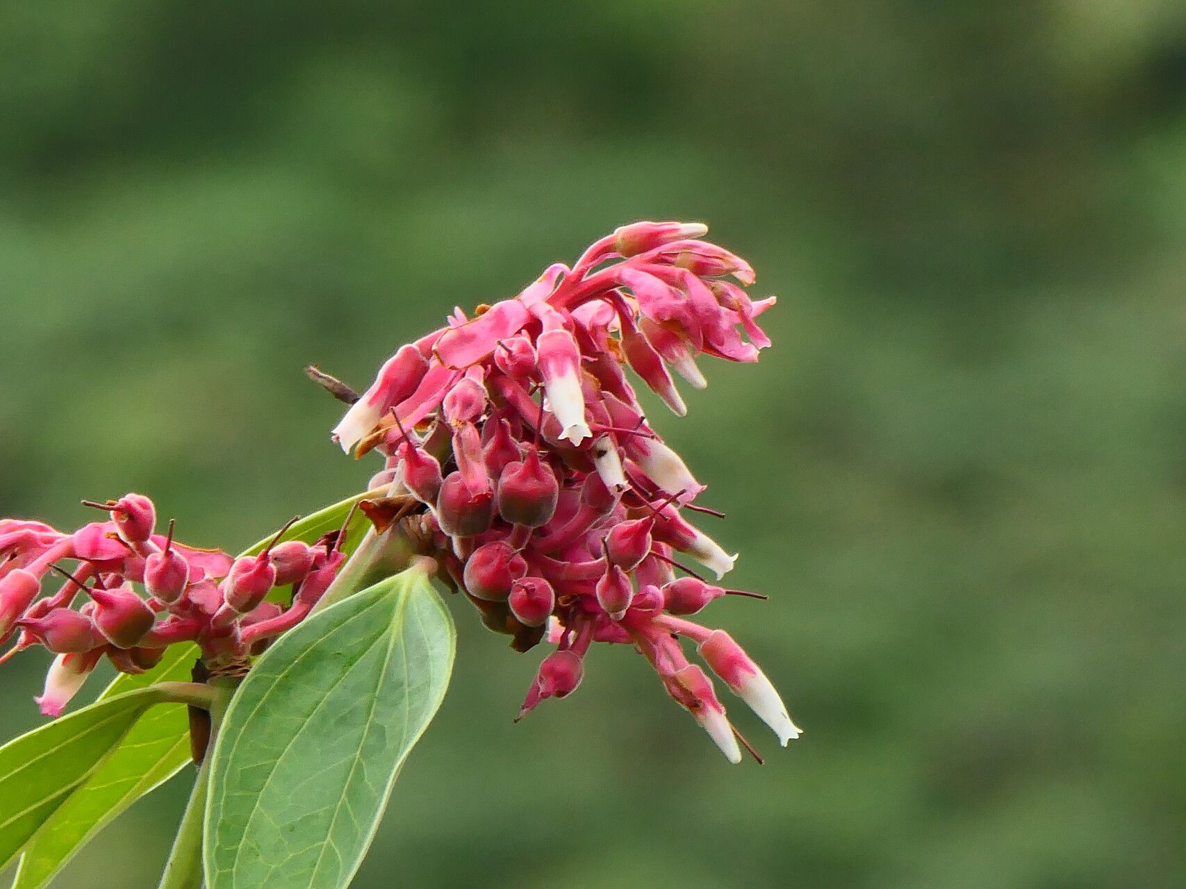Cavendishia pubescens flower