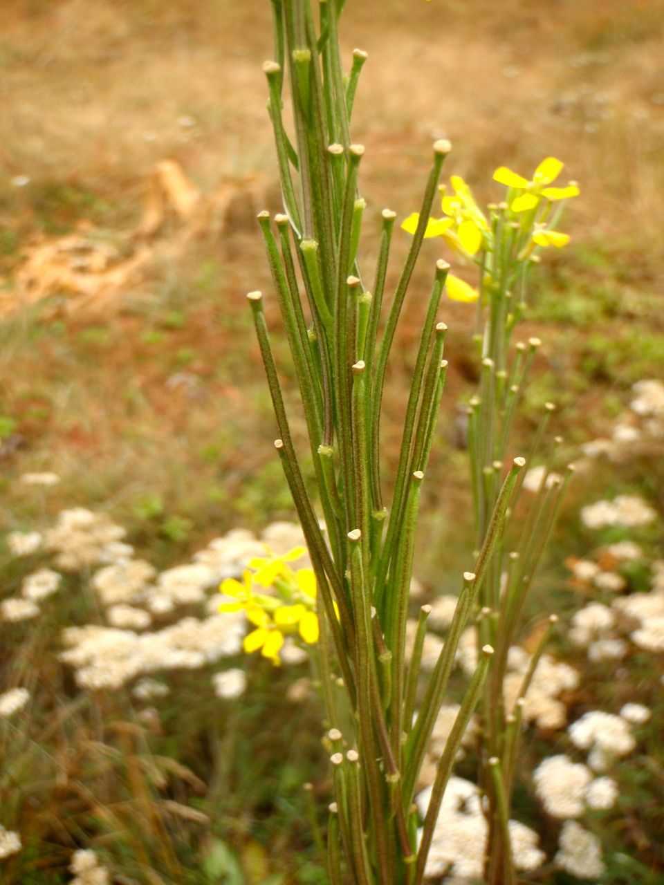 Erysimum virgatum fruit