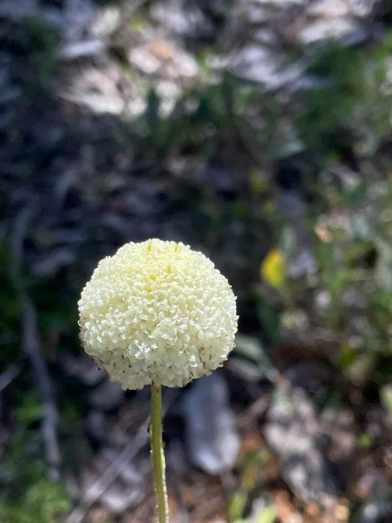 Craspedia variabilis — search result for 'Perennial or annual herb'