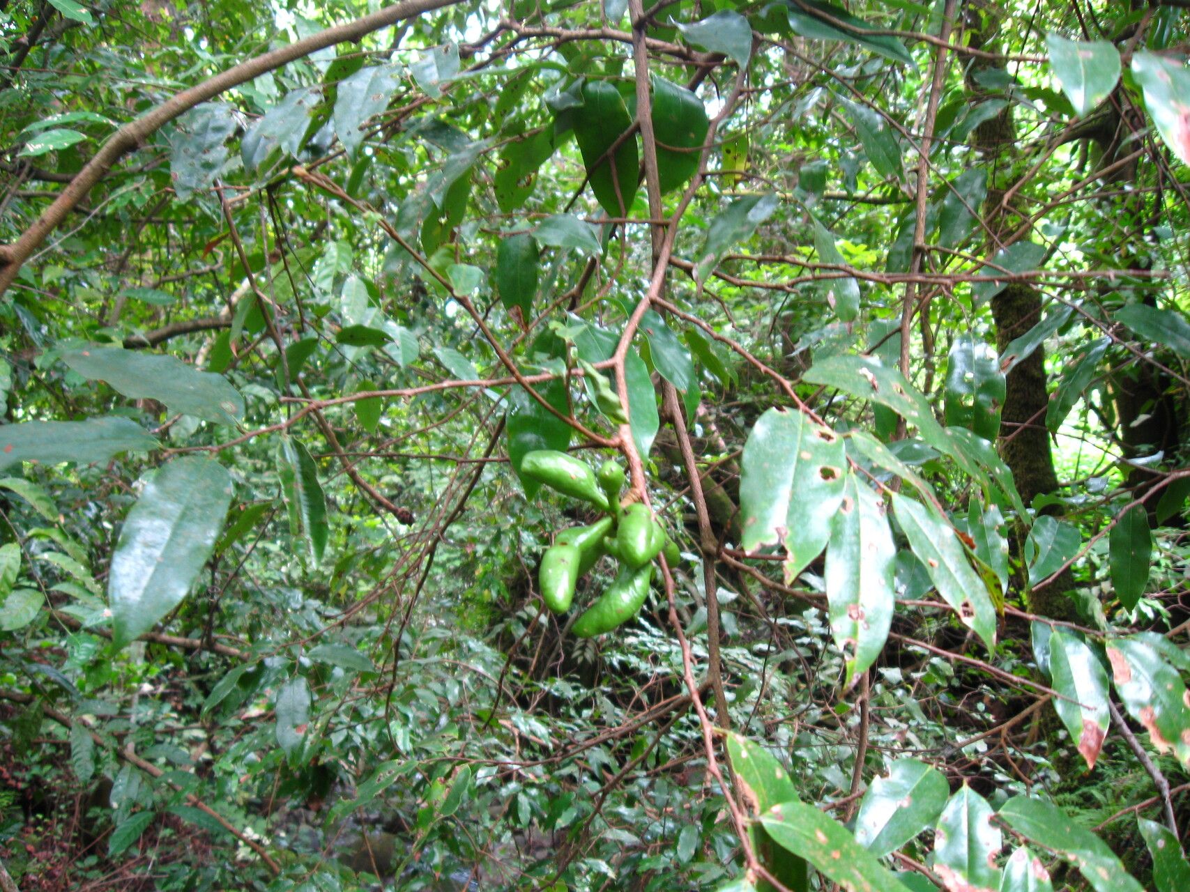 Xylopia thomsonii habit