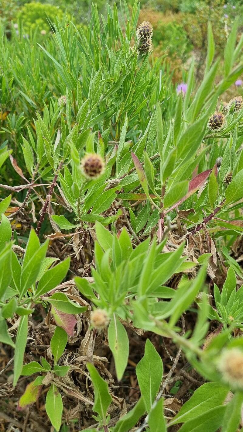 Cheirolophus sempervirens — houseplant care guide