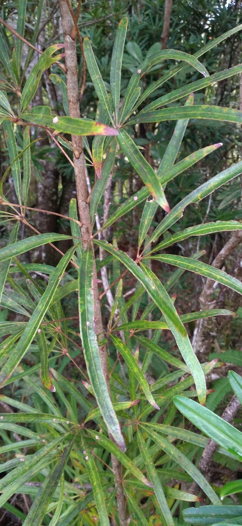 Plerandra reginae — houseplant care guide