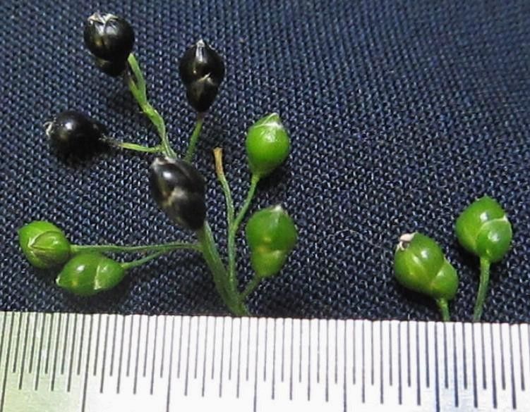 Lasiacis standleyi — houseplant care guide