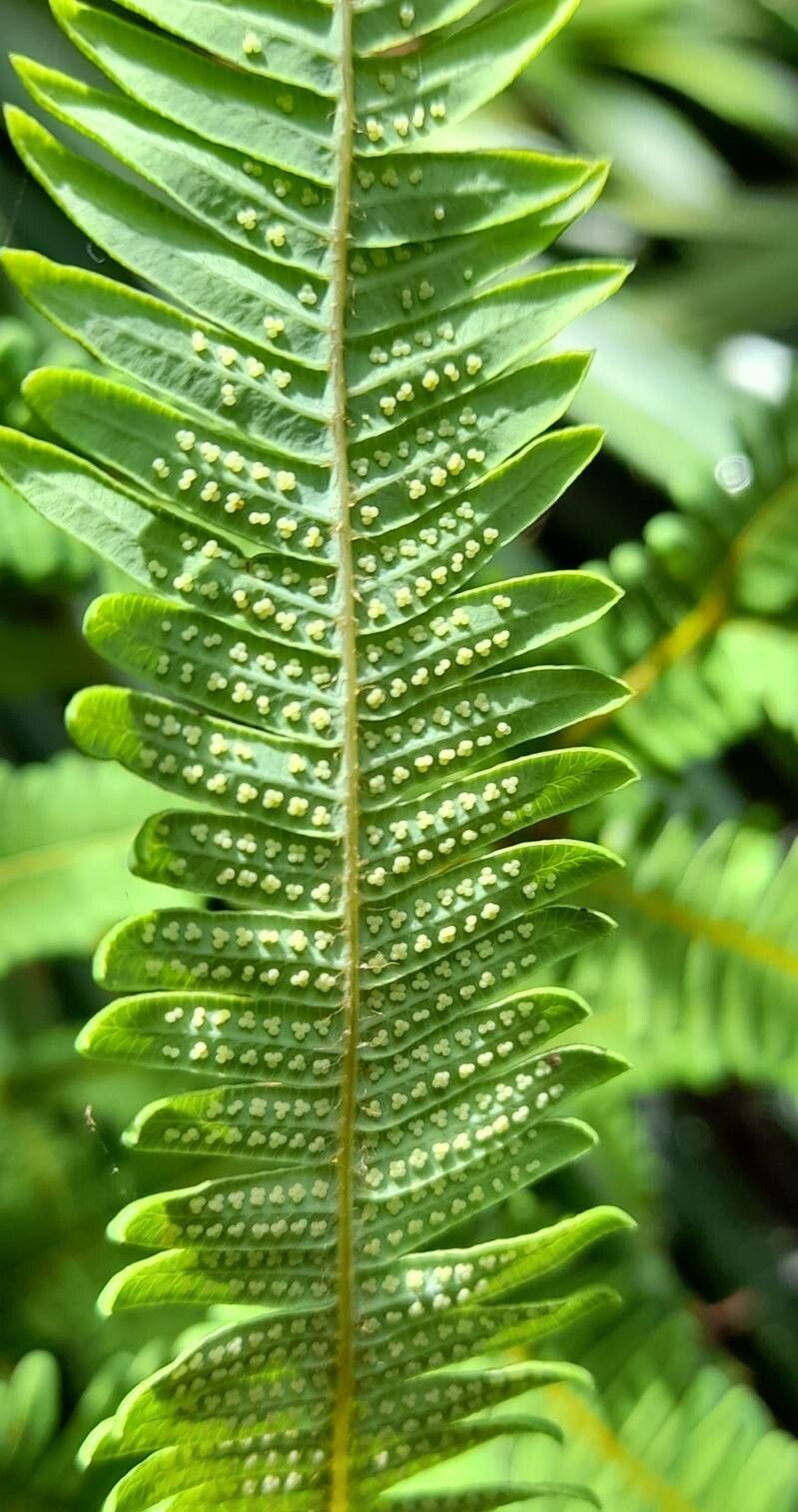 Sticherus squamulosus fruit