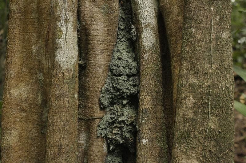 Aspidosperma carapanauba — related species from the same genus