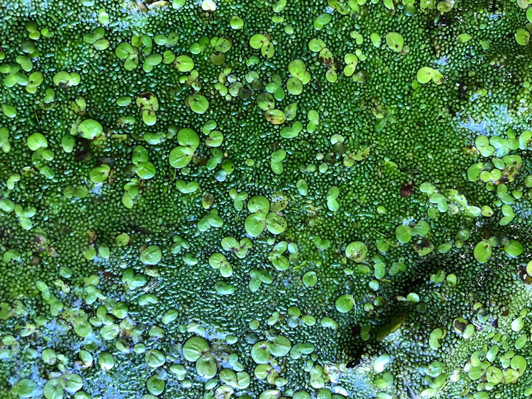 Wolffia brasiliensis habit