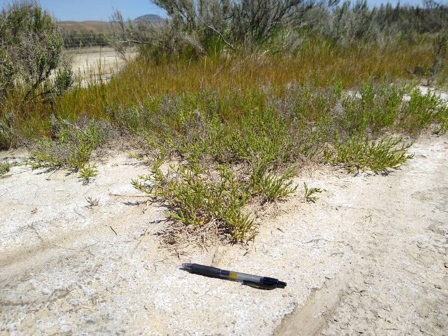 Salicornia subterminalis habit