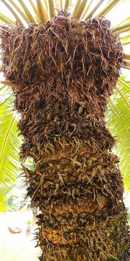 Cycas pectinata bark