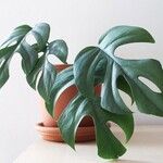 Rhaphidophora tetrasperma