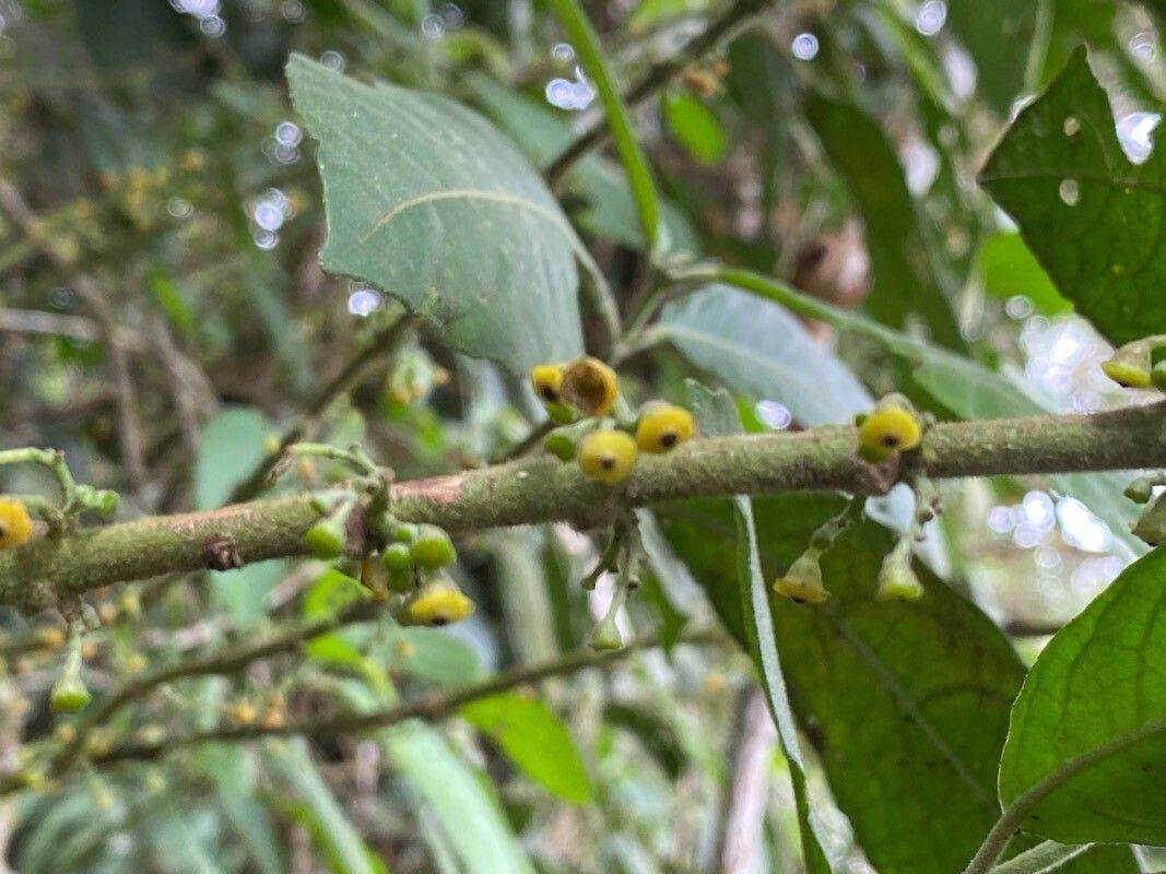 Siparuna gesnerioides fruit