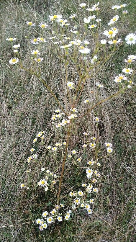 Boltonia asteroides habit